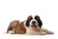 Panting Saint Bernard Puppy Lying on His Stomach