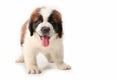 Panting Saint Bernard Puppy on White