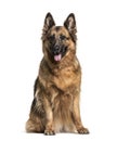 Panting and sitting German Shepherd, isolated Royalty Free Stock Photo