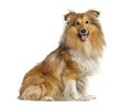 Panting and sitting Shetland Sheepdog, Sheltie dog