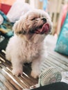 A panting teacup sized Shih Tzu gets relief from the heat from a small battery or usb powered electric fan.