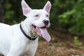 Panting white Bull Terrier dog long tongue Royalty Free Stock Photo