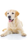 Panting yellow labrador retriever dog Royalty Free Stock Photo