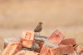 The Brown rock chat Or Indian chat bird with red Bricks Royalty Free Stock Photo