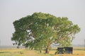The Banyan tree