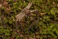 Pantropical Huntsman Spider Molt Royalty Free Stock Photo
