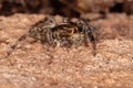 Pantropical Jumping Spider Royalty Free Stock Photo