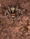 Pantropical Jumping Spider Royalty Free Stock Photo