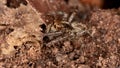 Pantropical Jumping Spider Royalty Free Stock Photo