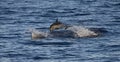 Pantropical Spotted Dolphin, Stenella attenuata Royalty Free Stock Photo