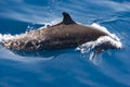 Pantropical Spotted Dolphin Stenella attenuata Royalty Free Stock Photo