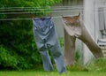 Pants hanging on a clothes line