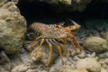 Panulirus argus lobster Royalty Free Stock Photo