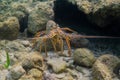 Panulirus argus lobster Royalty Free Stock Photo