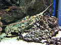 Panulirus ornatus or Ornate spiny lobster or Tropical rock lobster.