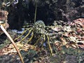 Panulirus ornatus or Ornate spiny lobster or Tropical rock lobster.
