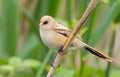 Panurus biarmicus, Bearded reedling, Bearded tit. Early in the morning the male sits on a stalk of reed on the river bank