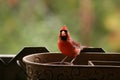 La nature en automne au quÃÂ©bec : Papa Cardinal