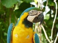 Papagayo / Guacamaya