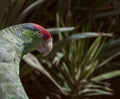 Loro tricolor ave tropical Royalty Free Stock Photo