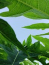 Papai leaf with blue sky Royalty Free Stock Photo