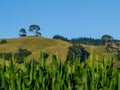 Papamoa Hills beyond cornfields Royalty Free Stock Photo