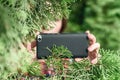 A paparazzi girl hand with a black mobile phone camera taking picture hiding through green fir tree branches in the forest.