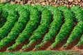 Papas negras plants, local black potato plantations on Furteventura, Canary islands, Spain