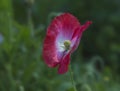 Papaver. Blooming red poppy in garden Royalty Free Stock Photo