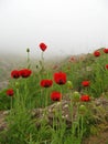 The Persian papaver in Damavand