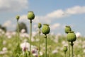 Papaver buds closeup in a large white poppy field and a blue sky in holland in summer Royalty Free Stock Photo