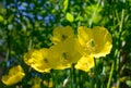 Papaver cambricum - Bright yellow Welsh poppies Royalty Free Stock Photo