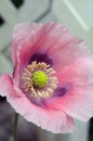 Papaver Cupcake Oriental Poppy in the garden Royalty Free Stock Photo