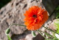 Papaver eye catcher, red-orange large terry flower poppy grows in a natural environment