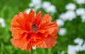 Papaver eye catcher, red-orange large terry flower poppy grows Royalty Free Stock Photo