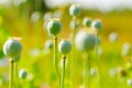 Papaver flower Royalty Free Stock Photo