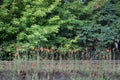 Papaver flowers by railway