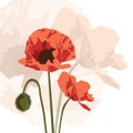 Papaver graphic