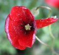 Papaver macrostomum, weed of saffron fields in Kashmir Royalty Free Stock Photo