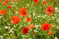 Papaver on a meadow. Red poppy flowers blooming in spring.  Common Poppy from above. Papaver rhoeas swaying on the wind in the fie Royalty Free Stock Photo