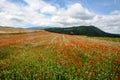 Papaver on a meadow. Red poppy flowers blooming in spring.  Common Poppy from above. Papaver rhoeas swaying on the wind in the fie Royalty Free Stock Photo