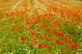 Papaver on a meadow. Red poppy flowers blooming in spring.  Common Poppy from above. Papaver rhoeas swaying on the wind in the fie Royalty Free Stock Photo