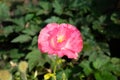 Papaver nudicaule (Iceland Poppy) is a boasting large, saucer-shaped flowers. Royalty Free Stock Photo