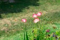 Papaver nudicaule (Iceland Poppy) is a boasting large, saucer-shaped flowers. Royalty Free Stock Photo