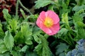 Papaver nudicaule, Iceland poppy Royalty Free Stock Photo