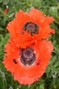 Papaver Orientale / Oriental Poppy Flower Royalty Free Stock Photo