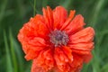 Papaver orientale, oriental poppy flower closeup selective focus Royalty Free Stock Photo