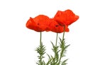 Papaver orientale over white background