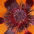 Papaver orientale Tuerkenlouis, Oriental poppy Royalty Free Stock Photo