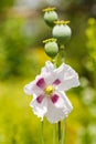 Papaver Pods and Flower Royalty Free Stock Photo